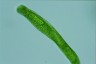 Euglena oxyuris