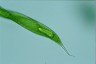 Euglena oxyuris