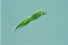 Euglena tripteris