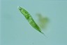 Euglena tripteris