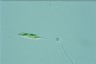 Euglena tripteris