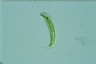 Euglena tripteris