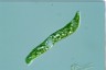 Euglena deses