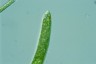 Euglena ehrenbergii