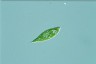 Euglena