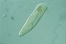 Paramecium