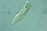 Paramecium