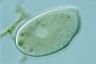 Ophryoglena marina