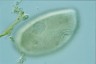 Ophryoglena marina