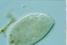 Ophryoglena marina