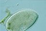 Ophryoglena marina