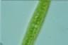 Closterium ralfsii