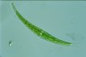 Closterium ralfsii