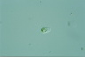 Discamoeba anthyllion