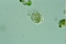 Vorticella