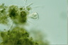 Vorticella