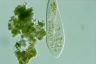 Paramecium caudatum