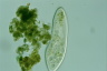 Paramecium caudatum