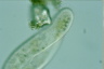 Paramecium caudatum