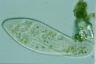 Paramecium caudatum