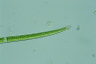 Closterium praelongum