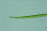 Closterium praelongum