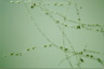 Spirogyra