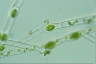 Spirogyra