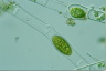 Spirogyra