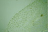 Tetraspora