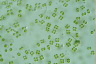 Tetraspora