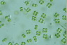 Tetraspora