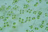 Tetraspora