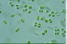 Tetraspora