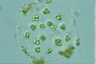 Sphaerocystis