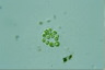 Apiocystis brauniana