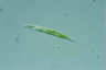 Euglena acus