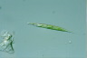 Euglena acus