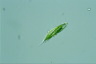 Euglena tripteris