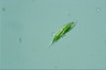 Euglena tripteris