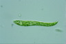 Euglena deses