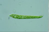 Euglena deses