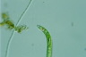 Euglena deses