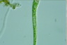 Euglena deses