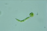 Euglena deses