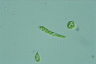 Euglena deses