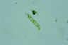 Euglena deses