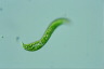 Euglena deses