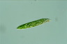 Euglena