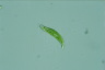 Euglena caudata